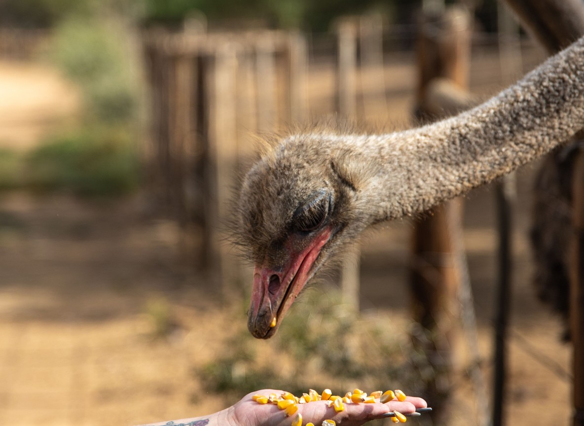 Close-up of a Rothschild giraffe reaching over a wooden railing toward a visitor's hand on the feeding platform, Nairobi Kenya
