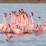 Flock of migratory birds lifting off a Rift Valley lake at sunrise with flamingos wading in the shallows