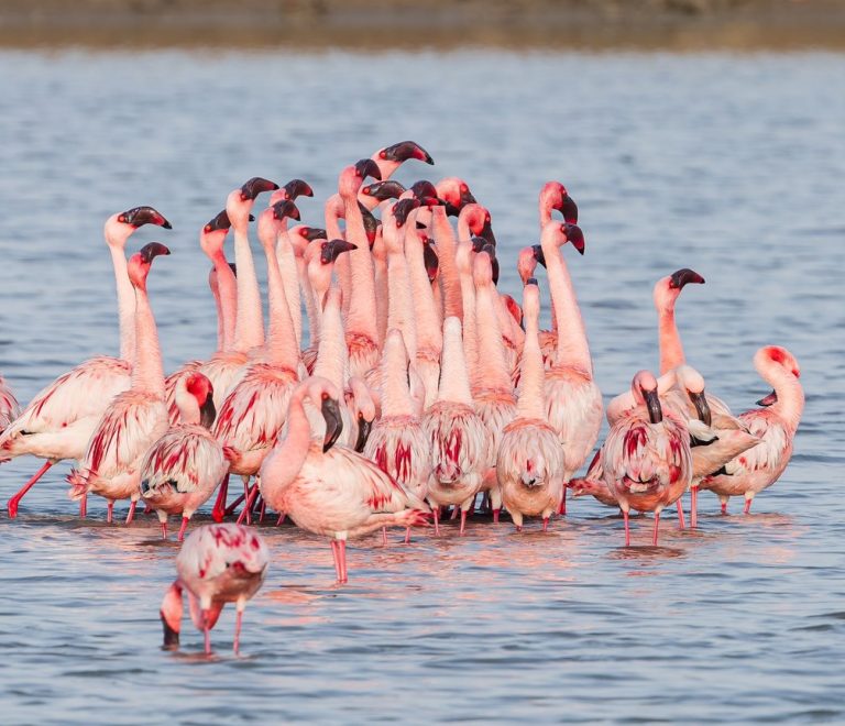 Flock of migratory birds lifting off a Rift Valley lake at sunrise with flamingos wading in the shallows