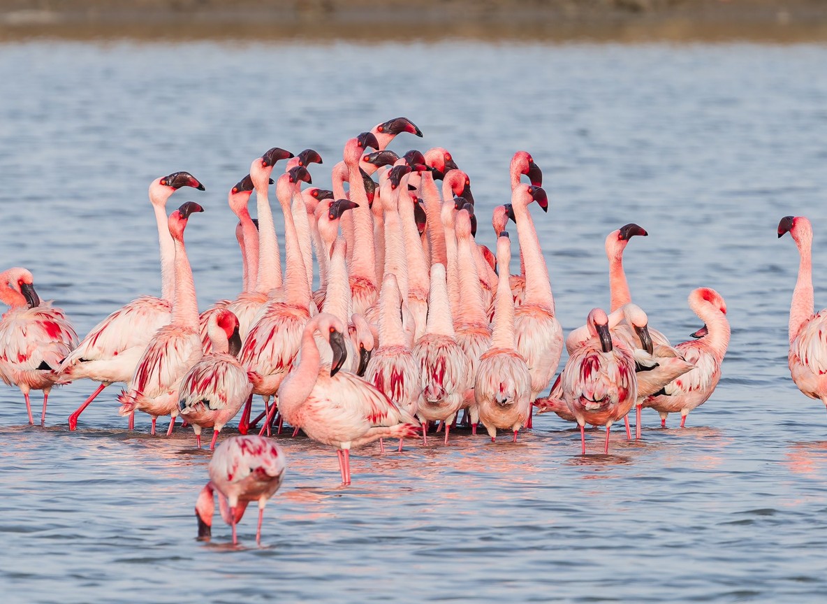 Flock of migratory birds lifting off a Rift Valley lake at sunrise with flamingos wading in the shallows