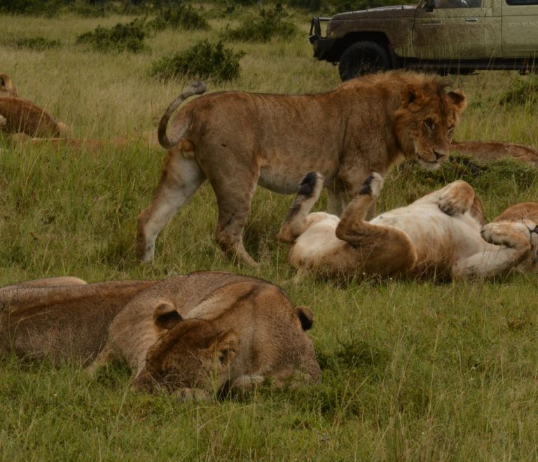 Gulf family in modest travel clothing watching elephants from a safari vehicle at golden hour, Maasai Mara