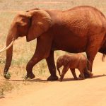 Red-dusted elephant in Tsavo, Kenya