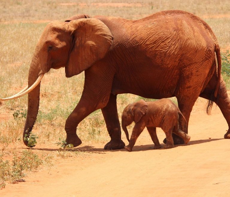 Red-dusted elephant in Tsavo, Kenya