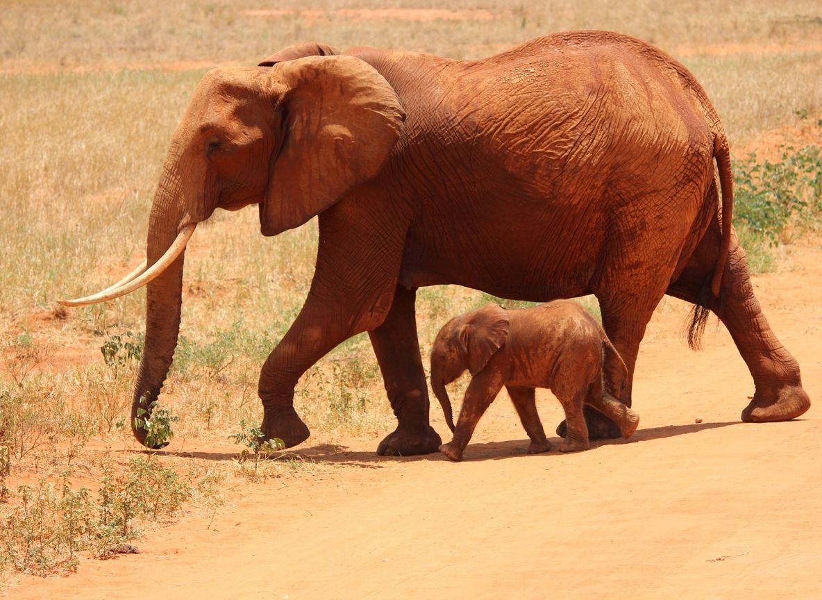 Red-dusted elephant in Tsavo, Kenya
