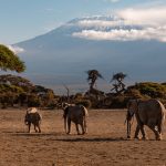 An Israeli family in safari clothing photographing elephants from an open-sided jeep in Amboseli with Mount Kilimanjaro in the background, warm morning light