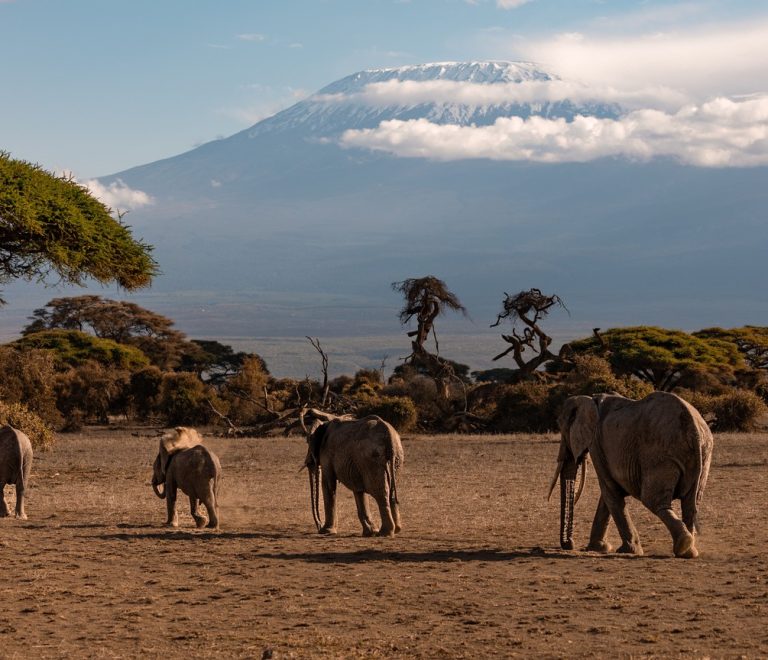 An Israeli family in safari clothing photographing elephants from an open-sided jeep in Amboseli with Mount Kilimanjaro in the background, warm morning light