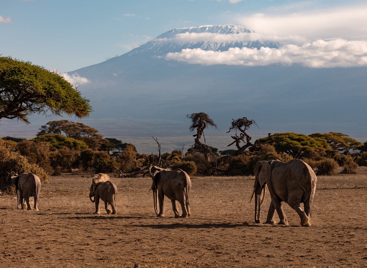 An Israeli family in safari clothing photographing elephants from an open-sided jeep in Amboseli with Mount Kilimanjaro in the background, warm morning light