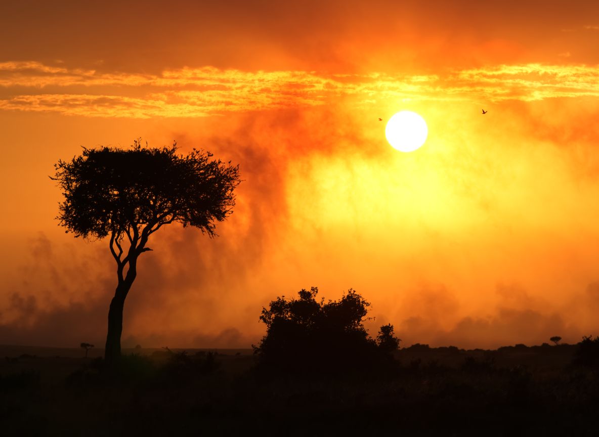 Sunrise game drive in the Masai Mara