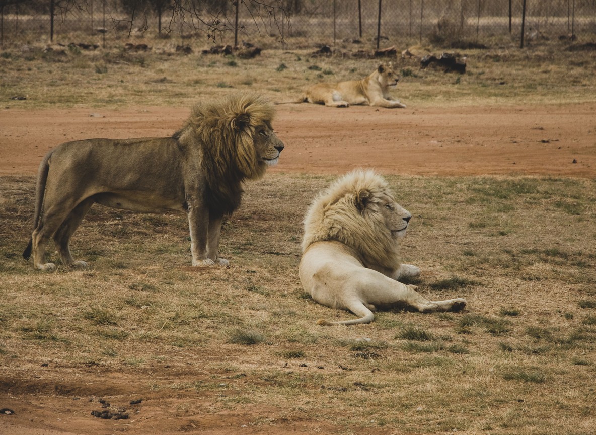 Portuguese couple checking a map beside a safari vehicle at sunrise, Maasai Mara