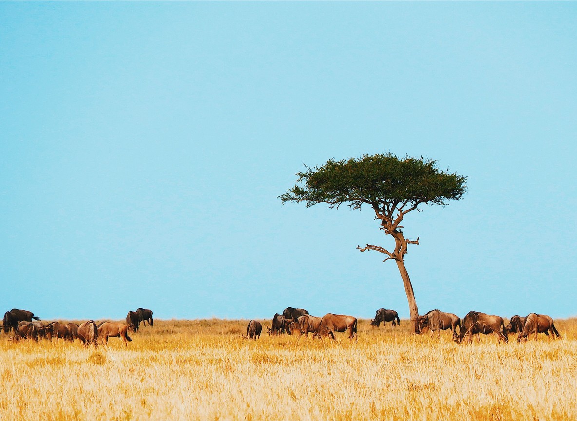 Close-up of a safari guide pointing out wildlife tracks to guests near a Land Cruiser