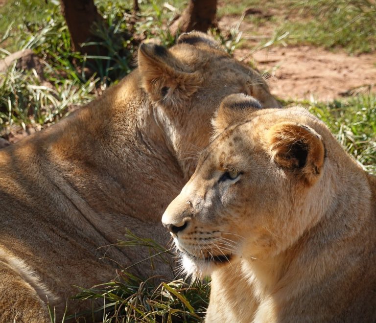 Russian-speaking travelers checking a map beside a safari vehicle at sunrise, Maasai Mara