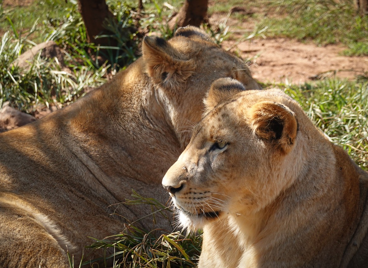 Russian-speaking travelers checking a map beside a safari vehicle at sunrise, Maasai Mara