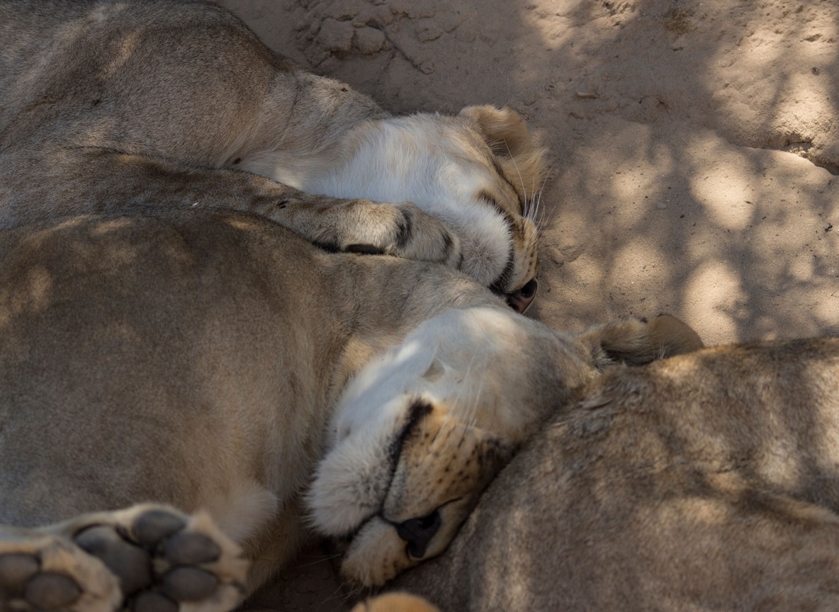 Spanish couple checking a paper map beside a safari vehicle at sunrise, Maasai Mara