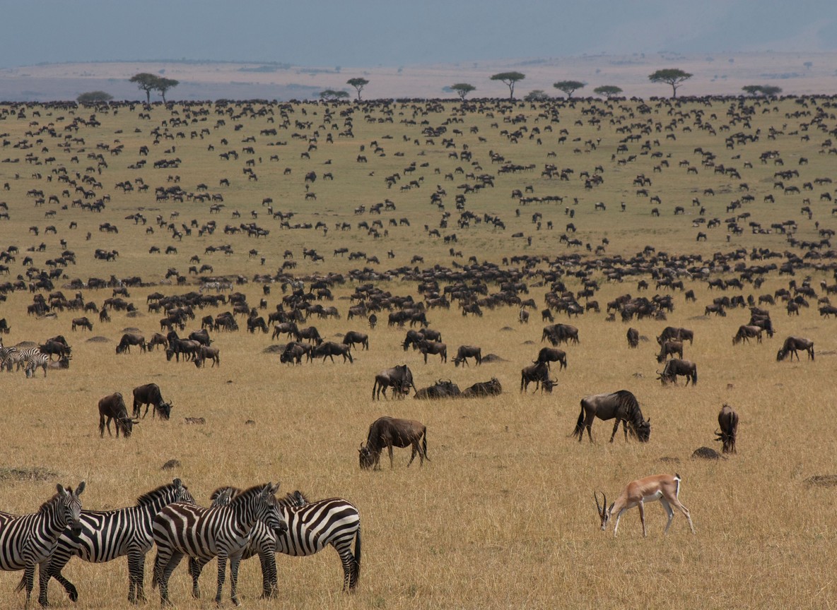 A wide crater landscape viewed from the rim with grassland, a soda lake, and scattered wildlife herds below, Ngorongoro Crater style