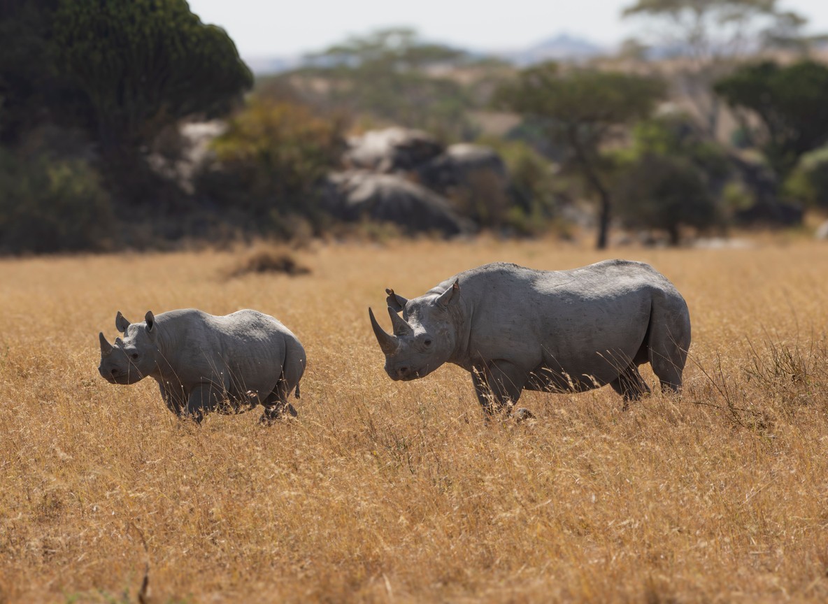 A ranger and guest tracking black rhino on foot across open Laikipia grassland, Mount Kenya visible in the distance