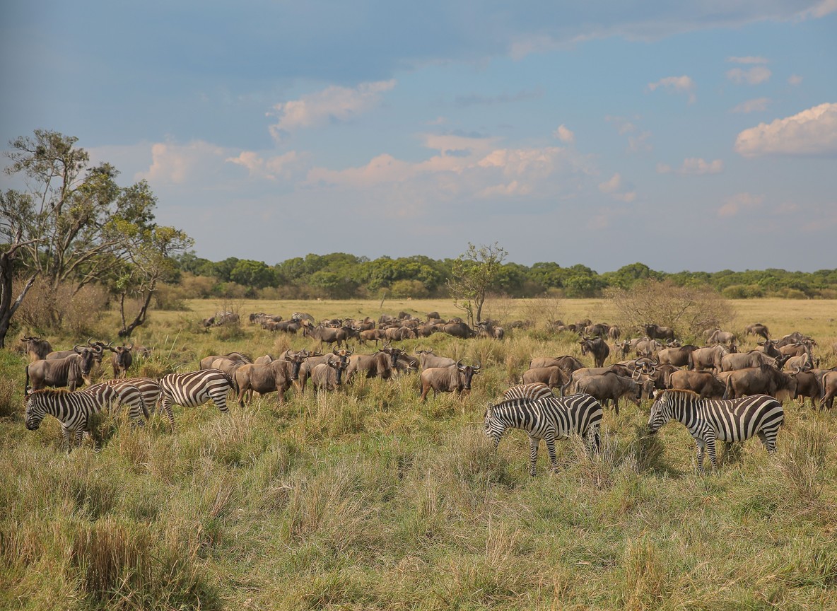 A tense wildebeest herd bunched at the edge of the Mara River, scouts at the water's edge, safari vehicles lined up on the bank in the background