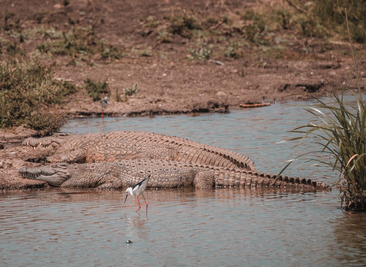 safari guide standing on vehicle roof scanning the riverbank through binoculars, wildebeest gathering at the water's edge in soft morning light