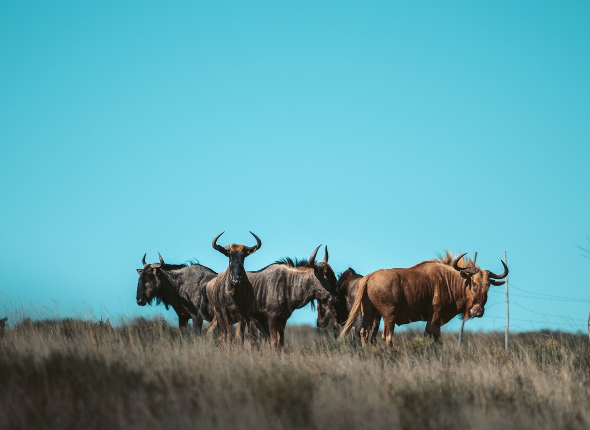 Guest in a fleece layered over a safari shirt at dawn, mist rising over the Mara plains