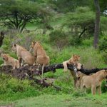 Split view of a lion resting in Masai Mara grassland beside a flamingo-lined Rift Valley lake shoreline