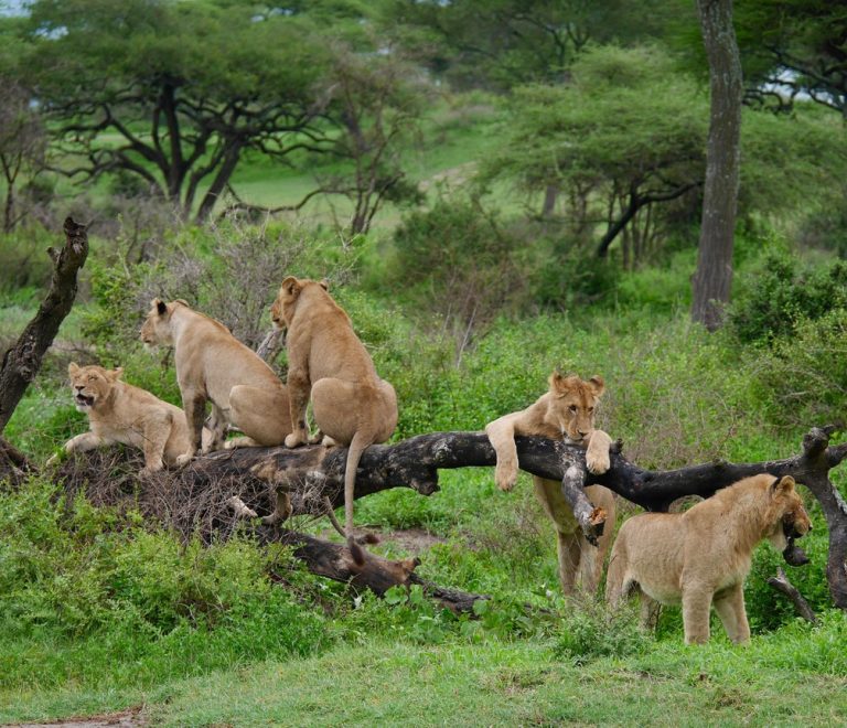 Split view of a lion resting in Masai Mara grassland beside a flamingo-lined Rift Valley lake shoreline