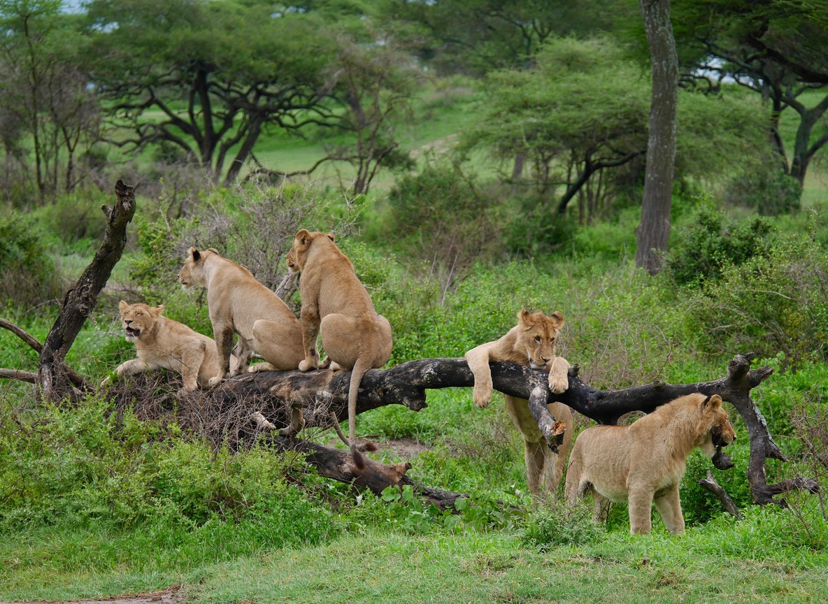 Split view of a lion resting in Masai Mara grassland beside a flamingo-lined Rift Valley lake shoreline
