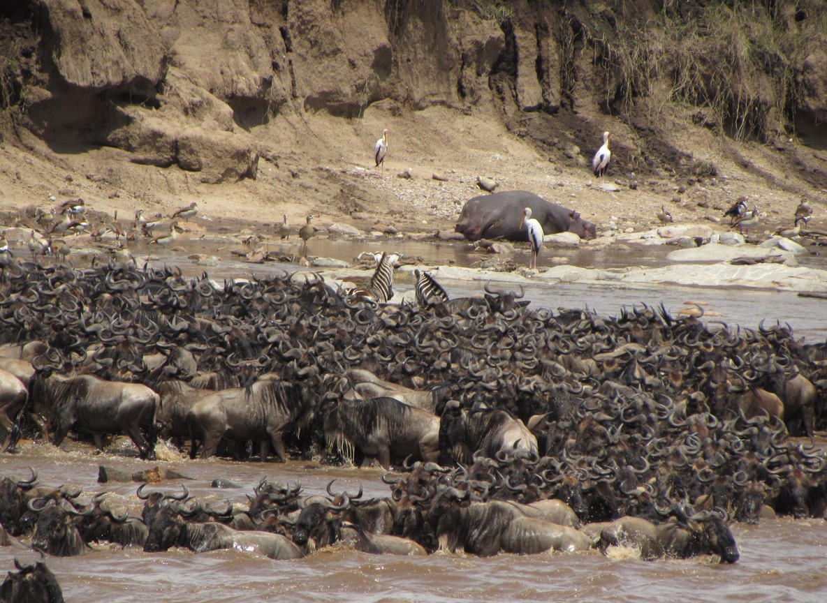 Guide pointing out flamingos on a Rift Valley lake shoreline with the escarpment visible in the background