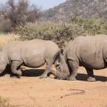 ol pejeta zero poaching hero
