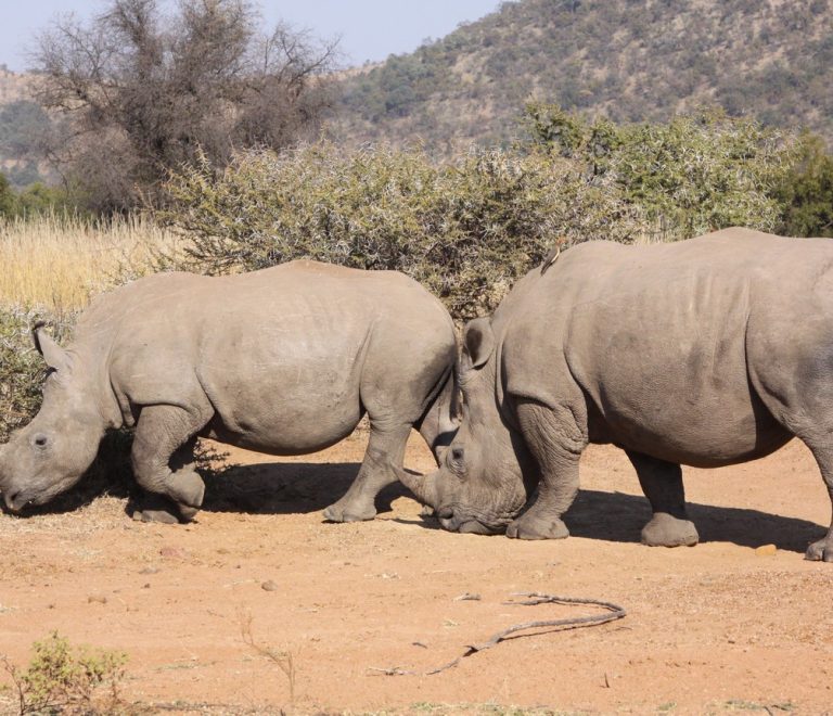 ol pejeta zero poaching hero