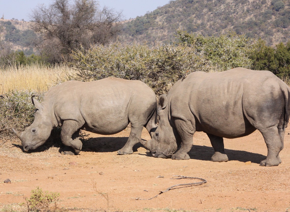 ol pejeta zero poaching hero
