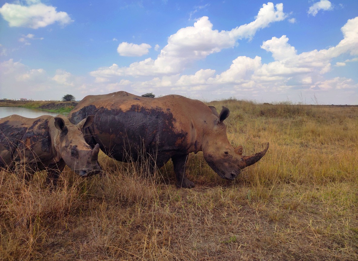 Close-up of a ranger recording a rhino's notch pattern on a field data sheet, sedated rhino in soft focus behind