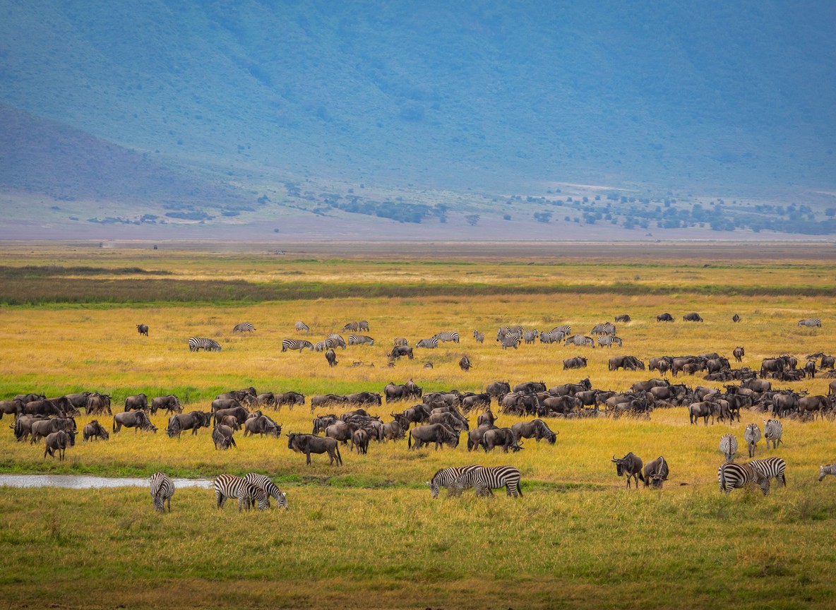 Wildebeest crossing a river in the Maasai Mara during the migration season, dust rising around the herd