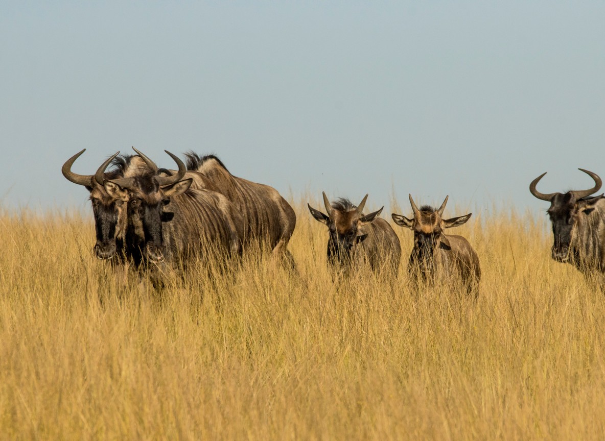 Guide and guests having a quiet bush breakfast overlooking the Mara plains