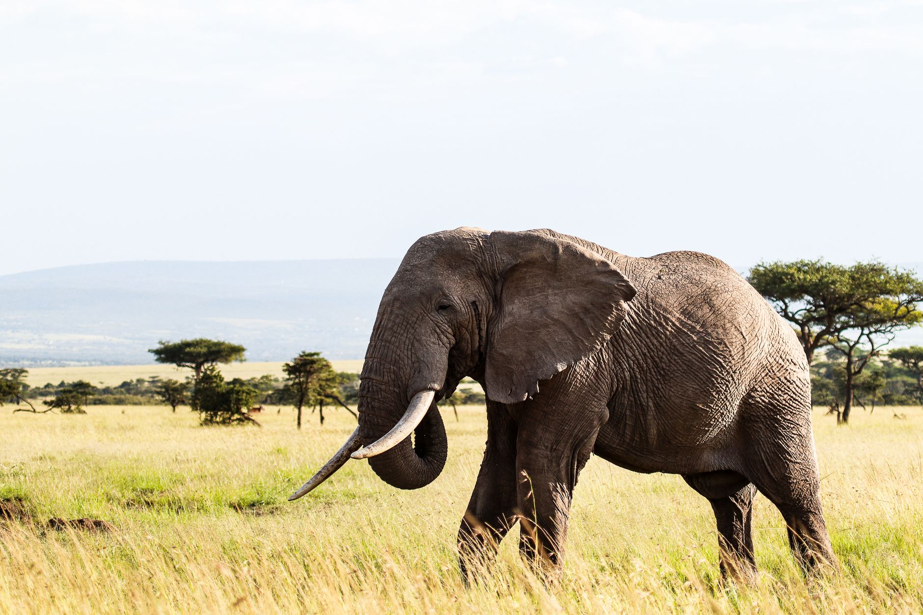Kenya Safari Luggage Storage in Nairobi: What to Leave -- Photo by Mr Sketch on Pexels