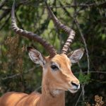 Ol Pejeta versus Masai Mara: Wildlife and Costs -- Photo by Kyama Kilonzo on Pexels