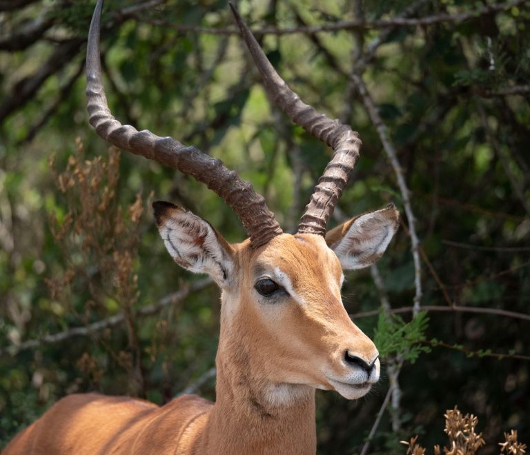 Ol Pejeta versus Masai Mara: Wildlife and Costs -- Photo by Kyama Kilonzo on Pexels