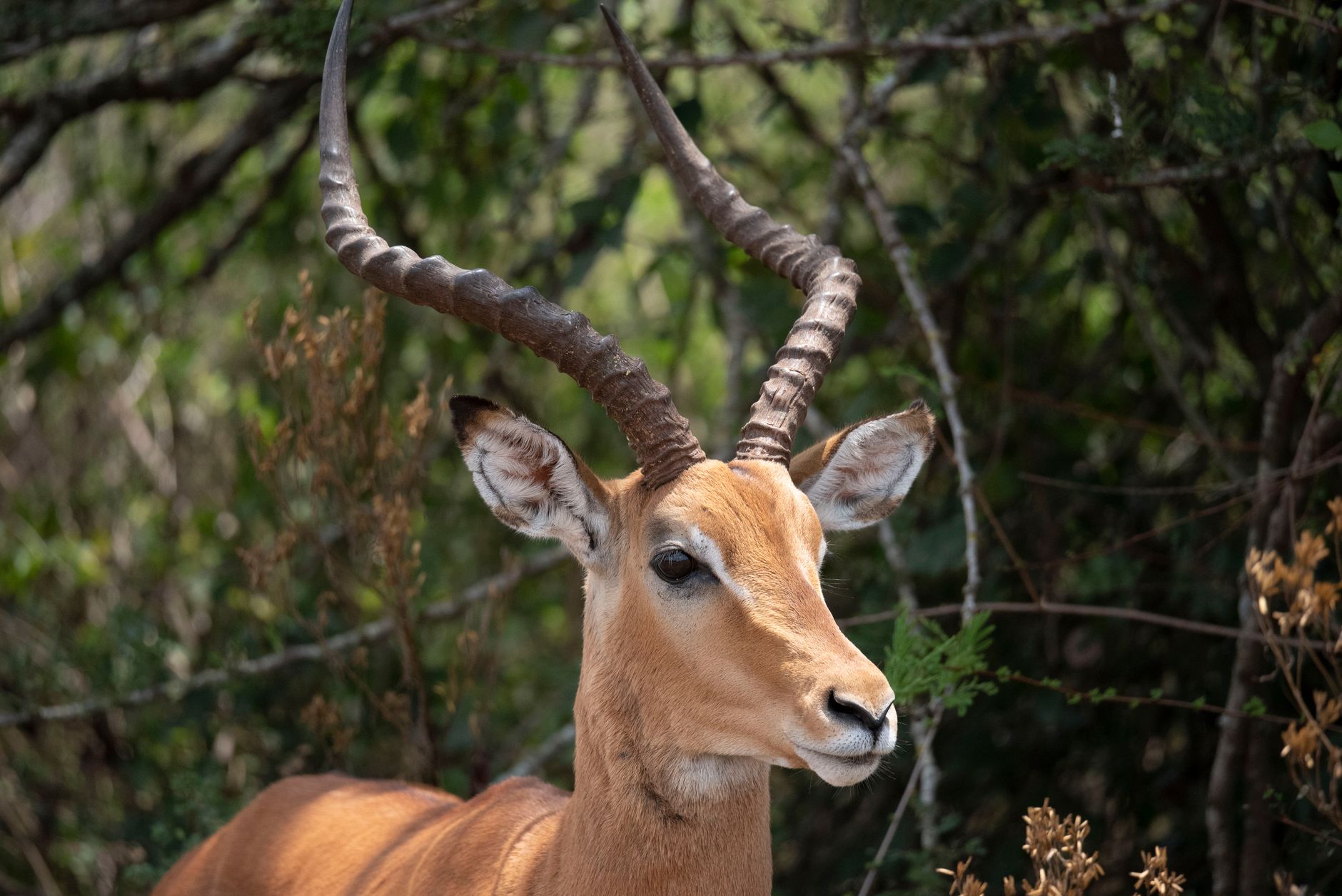 Ol Pejeta versus Masai Mara: Wildlife and Costs -- Photo by Kyama Kilonzo on Pexels