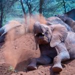 Masai Mara Versus Amboseli Elephants: Which Wins? -- Photo by Mr Sketch on Pexels