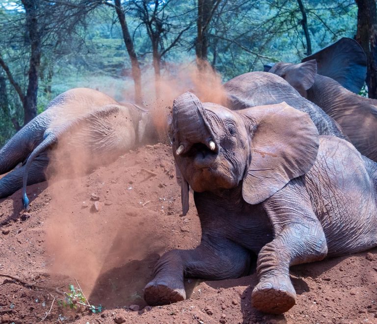 Masai Mara Versus Amboseli Elephants: Which Wins? -- Photo by Mr Sketch on Pexels