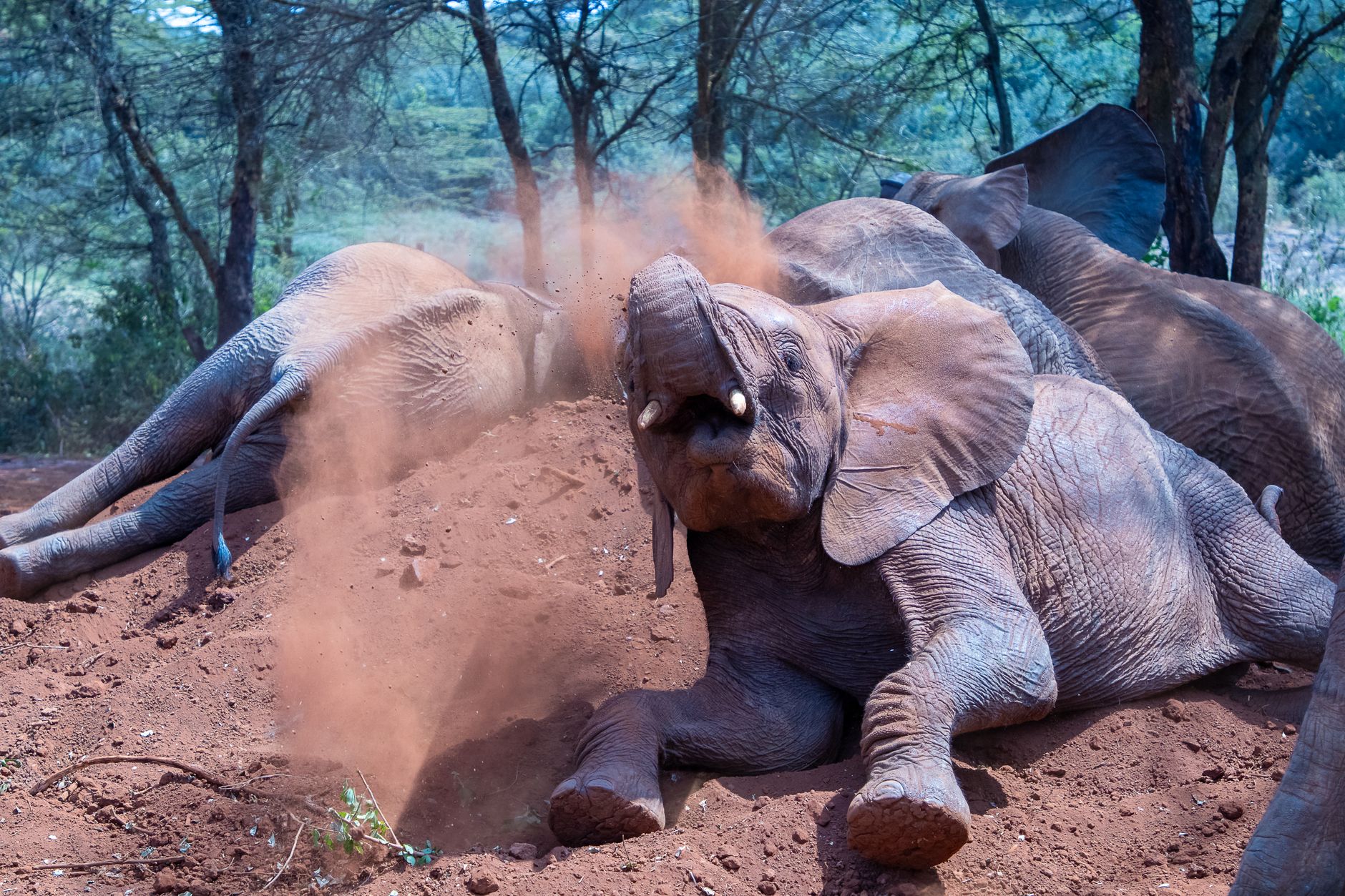 Masai Mara Versus Amboseli Elephants: Which Wins? -- Photo by Mr Sketch on Pexels