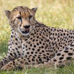Kenya Safari Best Parks for Leopards: Top 5 Ranked -- Photo by Mr Sketch on Pexels