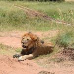 Sample Kenya Safari Itineraries for Swahili Speakers -- Photo by John Mburu on Pexels