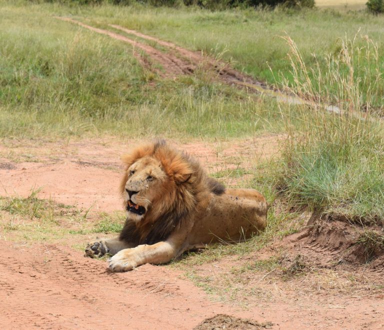 Sample Kenya Safari Itineraries for Swahili Speakers -- Photo by John Mburu on Pexels