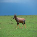 Masai Mara Safari for Teenagers: 4-Day Plan -- Photo by Marri Shyam on Pexels