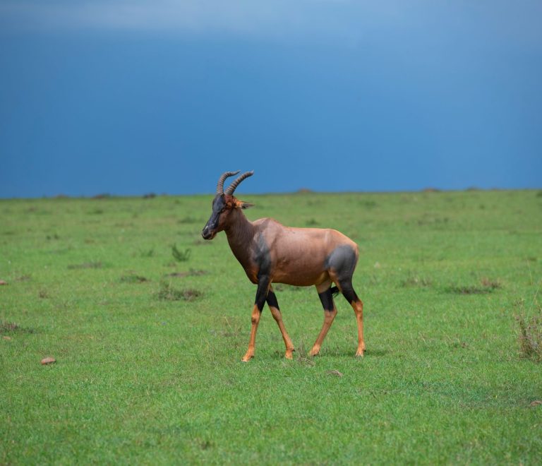 Masai Mara Safari for Teenagers: 4-Day Plan -- Photo by Marri Shyam on Pexels