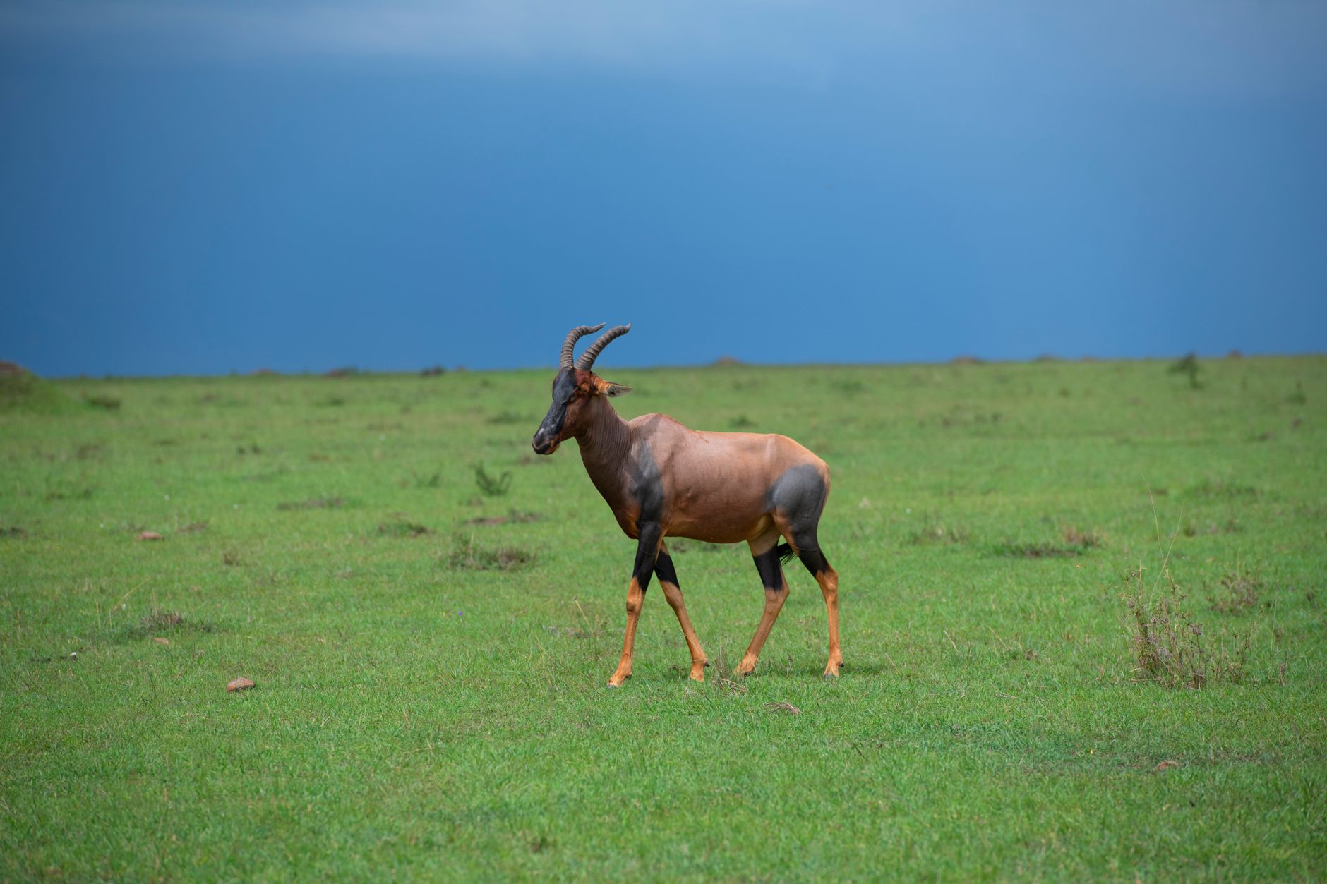 Masai Mara Safari for Teenagers: 4-Day Plan -- Photo by Marri Shyam on Pexels