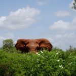 What Happens If You Miss a Kenya Safari Flight? -- Photo by Flavio Vallone on Pexels