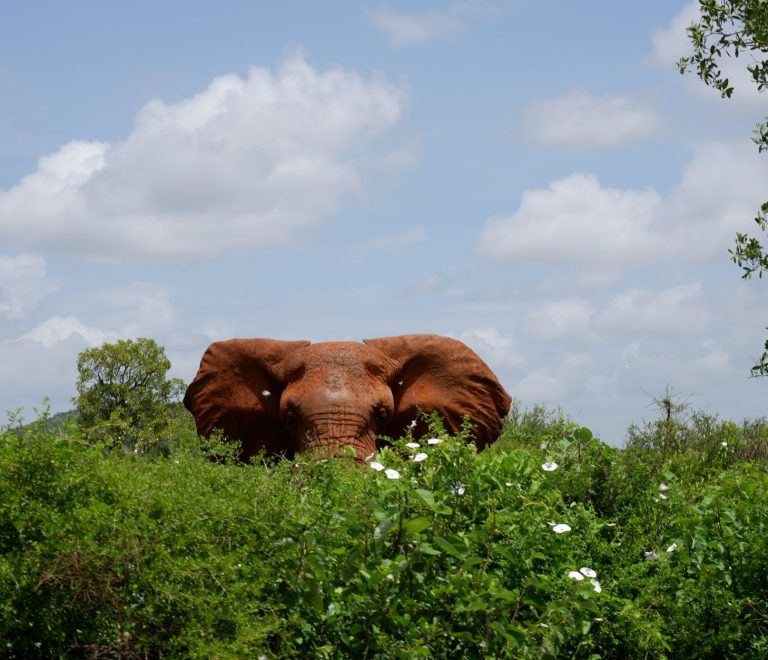 What Happens If You Miss a Kenya Safari Flight? -- Photo by Flavio Vallone on Pexels