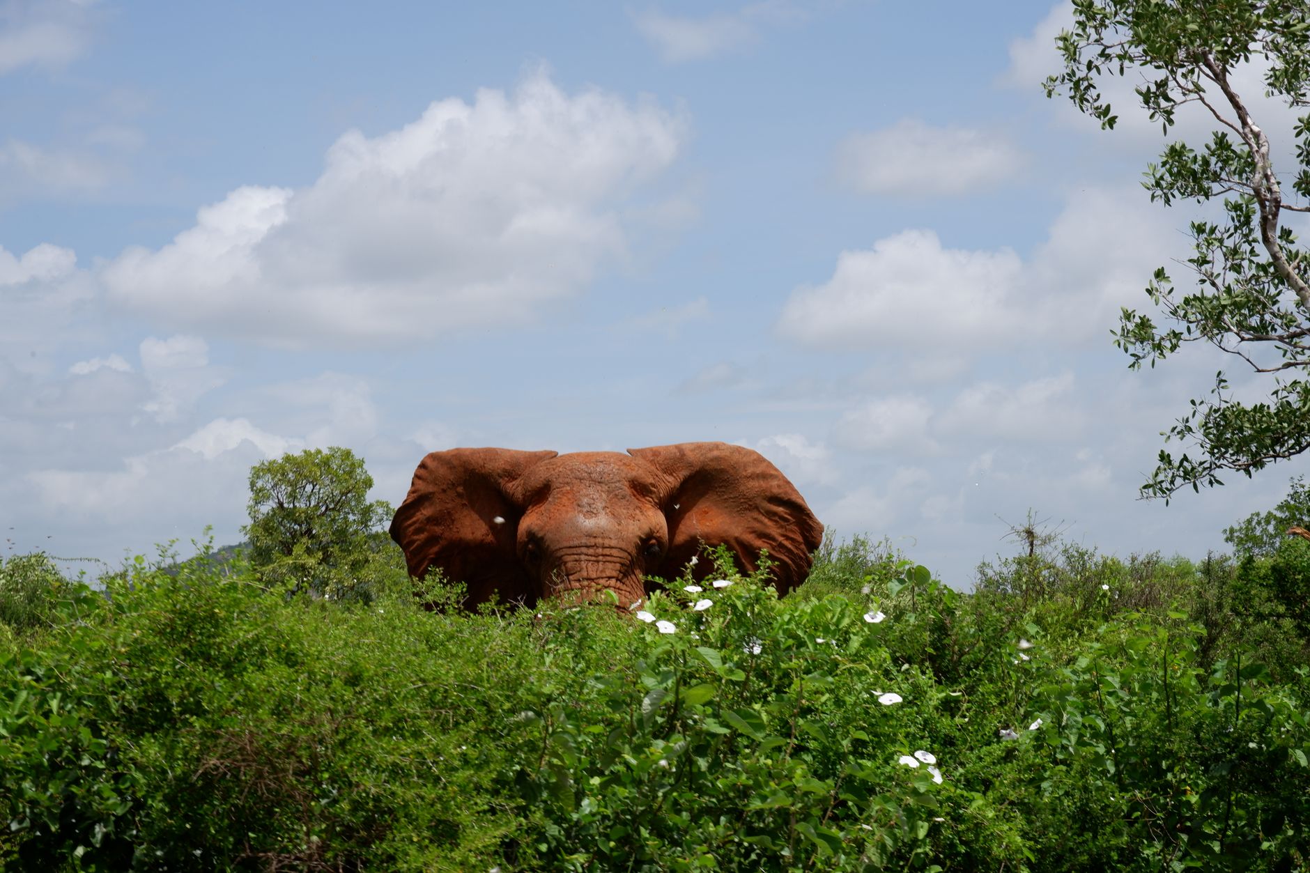 What Happens If You Miss a Kenya Safari Flight? -- Photo by Flavio Vallone on Pexels