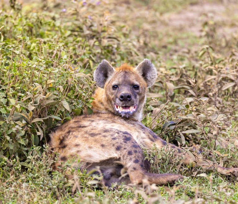 Kenya Safari Low Season Wildlife: 5 Best Months -- Photo by Balazs Simon on Pexels