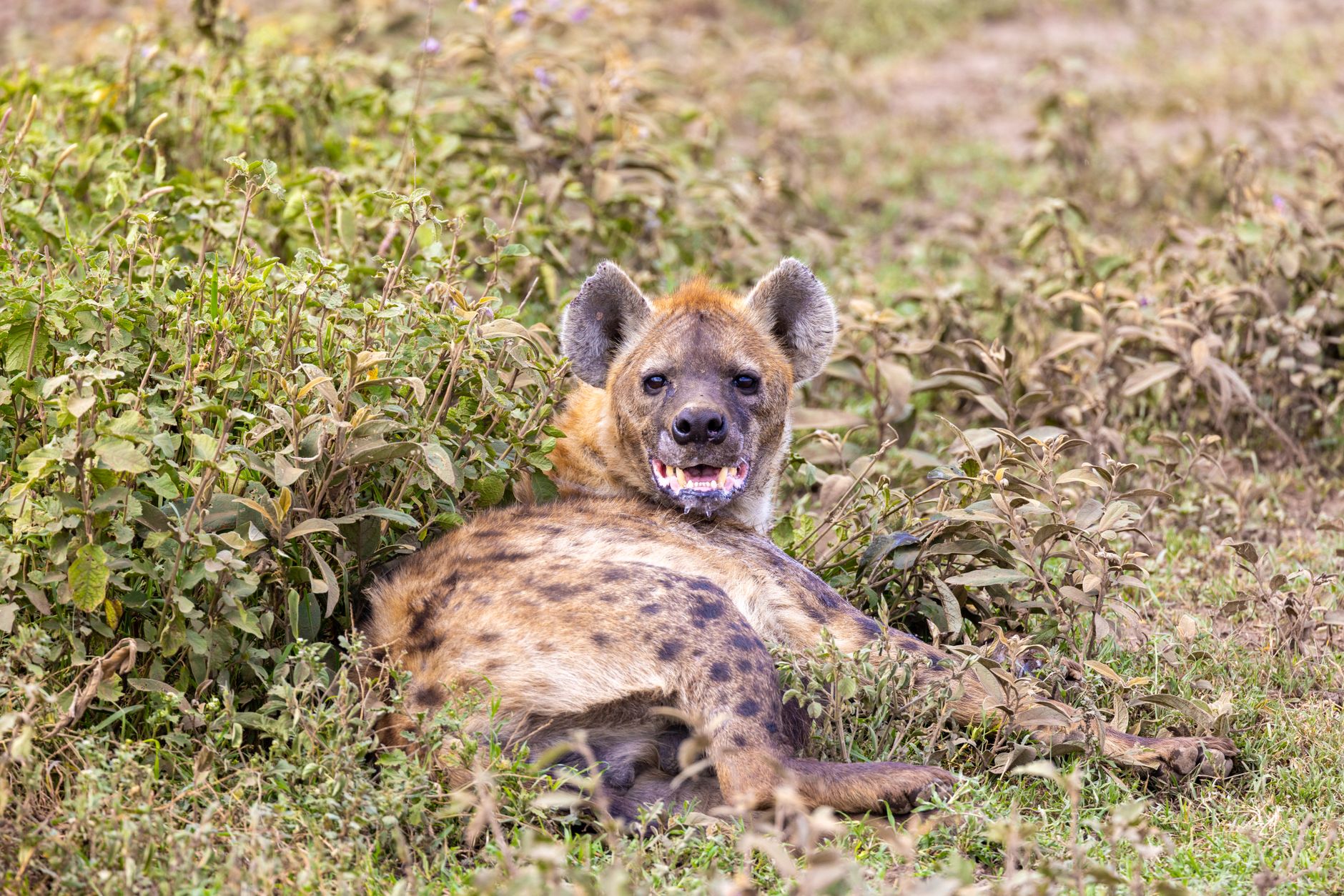 Kenya Safari Low Season Wildlife: 5 Best Months -- Photo by Balazs Simon on Pexels